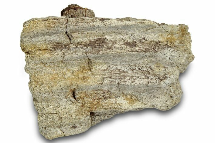 Fossil Hadrosaur (Edmontosaurus?) Jaw Section - Montana #316457